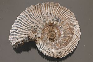 Ammoniten 3509